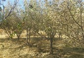 سپاه فتح کهگیلویه و بویراحمد برای جلوگیری از خشک شدن باغات به کمک جهاد کشاورزی می‌آید