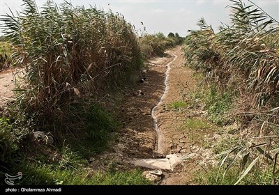 در سال های گذشته با داشتن حق آب سنتی از نکارود و جمع آوری آبهای سطحی امکان استفاده هم در بخش کشاورزی و هم پرورش ماهی با احداث آب بندان هایی به مساحت های 100 و 70 هکتاری را داشته اند.