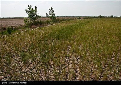 خشکی شالیزارهای مازندران