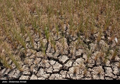 خشکی شالیزارهای مازندران