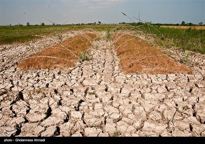 با کاهش بارندگی و هم چنین عدم تخصیص حق آب از سوی مدیریت منابع آبی استان با دلیل کاهش ذخیره سد ،هزار هکتار از زمین های کشاورزی بصورت بایر و 250 هکتار شالیزار نیز خشک شده است