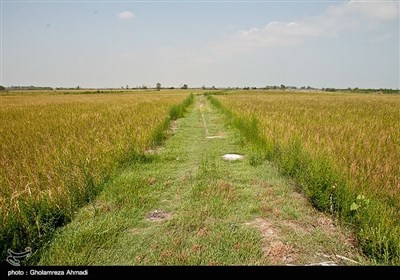 خشکی شالیزارهای مازندران