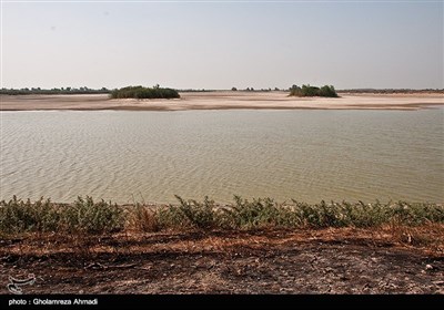 خشکی شالیزارهای مازندران