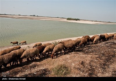 خشکی شالیزارهای مازندران