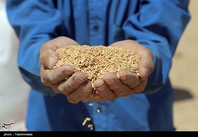 2هزار و 600 تن گندم یارانه‌ای در کارخانجات آرد قم توزیع شد