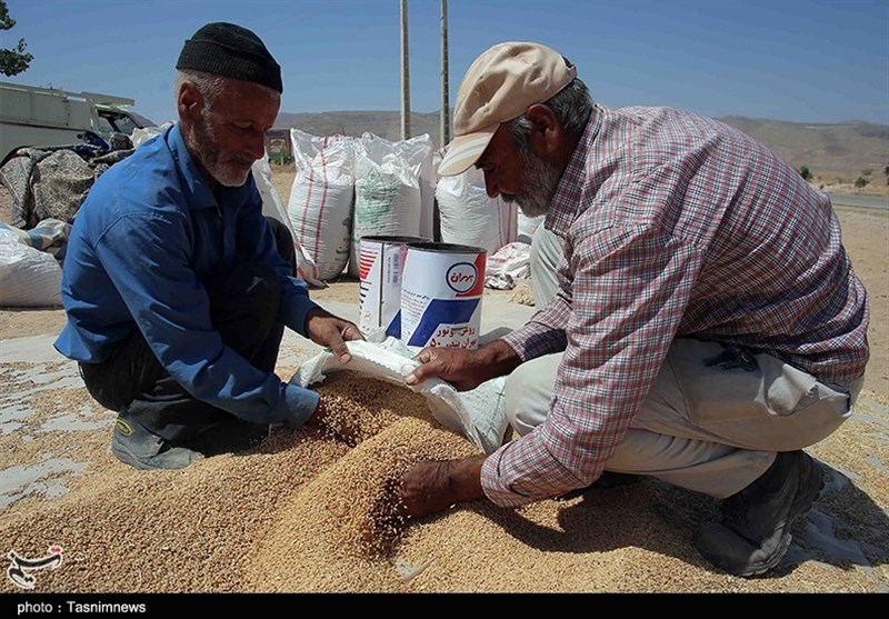 تولید گندم امسال بیش از نیاز مصرف داخلی ایران است