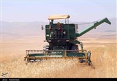 خودکفایی تولید گندم کشور در معرض تهدید قرار گرفت