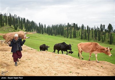 طبیعت کشمیر