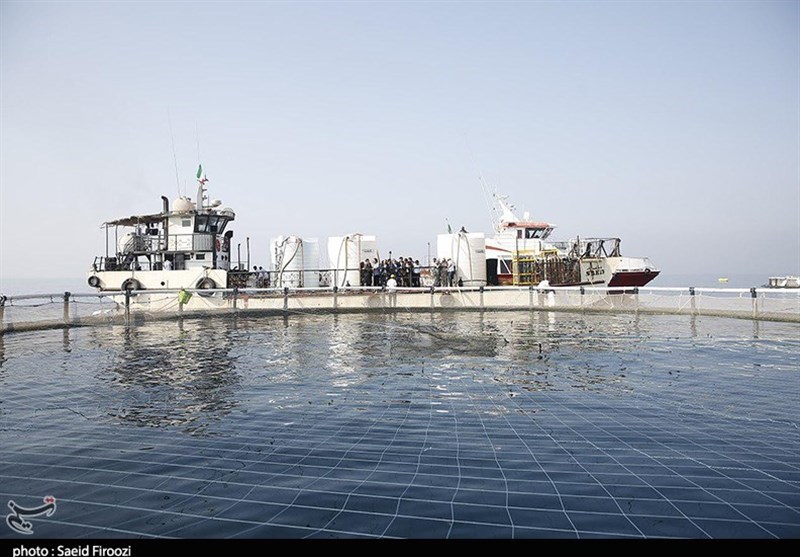 زمینه سرمایه‌گذاری برای تولید محصولات شورورز دریایی در استان بوشهر فراهم است