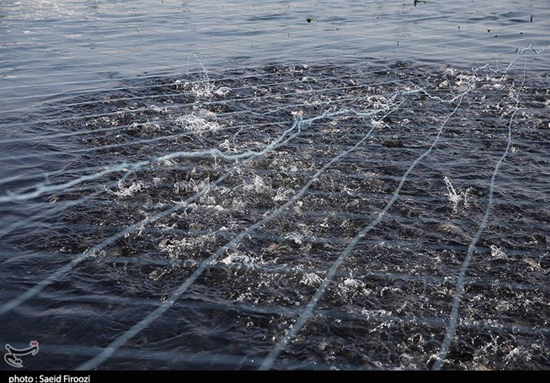 2200 تن ماهی پرورشی از استان بوشهر برداشت می‌شود