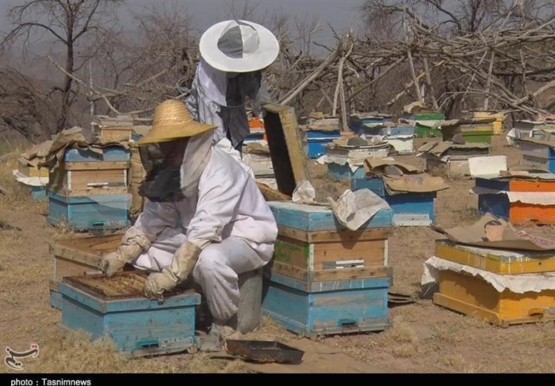تولید عسل ارگانیک از ارتفاع 3 هزار متری کوهستان‌های اردستان