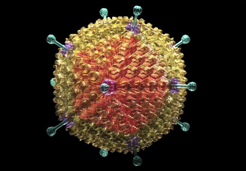 Find viruses. Капсид аденовируса. Семейство Adenoviridae. Аденовирусная инфекция строение вируса. Аденовирус форма вируса.