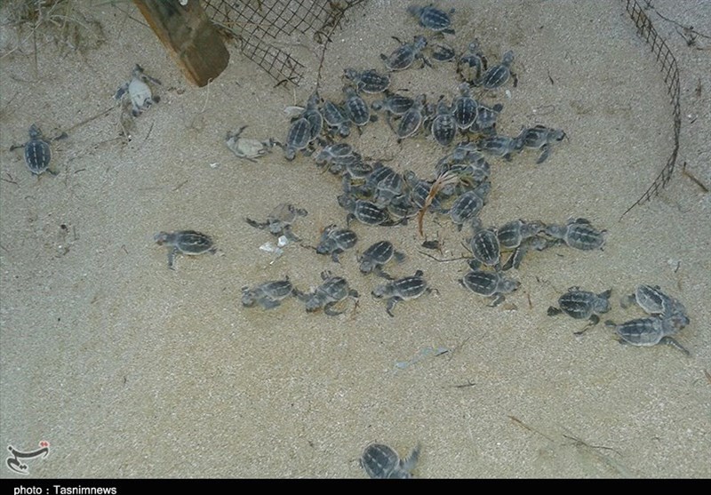 ‌تولد لاک‌پشت‌های ‌منقار عقابی در سواحل ‌بوشهر +تصویر