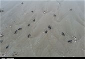ورود بچه لاک‌پشت‌ها به خلیج‌فارس در سواحل استان بوشهر آغاز شد + تصویر