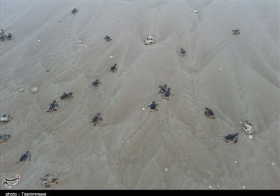 ورود بچه لاک‌پشت‌ها به خلیج‌فارس در سواحل استان بوشهر آغاز شد + تصویر