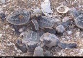 بیش از 300 قطعه بچه لاک‌پشت در سواحل شهرستان عسلویه رهاسازی شد + تصویر
