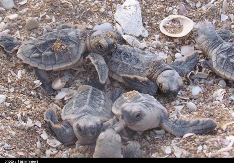 بیش از 300 قطعه بچه لاک‌پشت در سواحل شهرستان عسلویه رهاسازی شد + تصویر