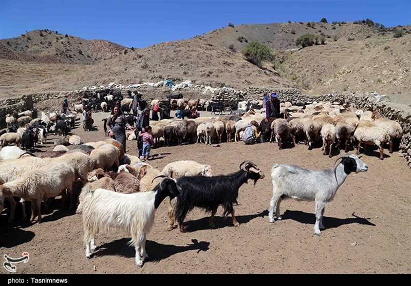 دام قاچاق کشف شده در کرمان کشتار می‌شود