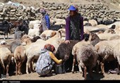 عشایر 13 درصد جمعیت خراسان جنوبی را تشکیل می‌دهند