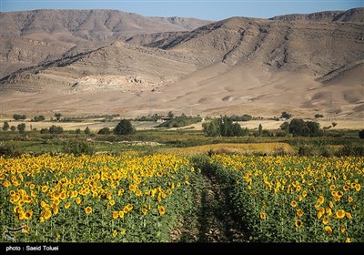 مزرعه آفتابگردان - خراسان شمالی