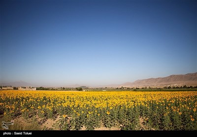 مزرعه آفتابگردان - خراسان شمالی