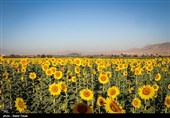 بیش از 9000 تن آفتابگردان در استان کرمانشاه تولید میشود