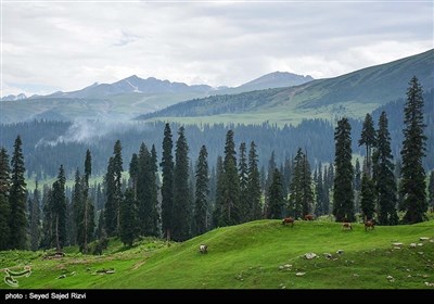 کشمیر کی حسین وادی سے چند تصاویر