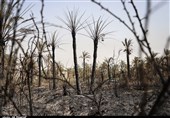 خوزستان| 750 راس نخل شادگان در ‌آتش‌‌ سوخت