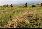 بارش 378 میلیمتری باران در املش؛ مزارع برنج در گیلان دچار ورس شدند