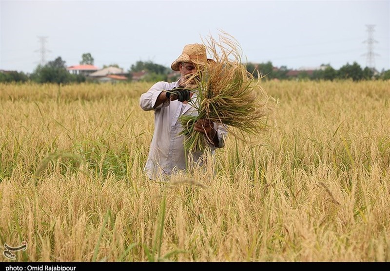 14هزار تن برنج در شهرستان دورود تولید شد