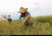 برداشت برنج در شالیزارهای استان گیلان به روایت تصویر