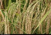 آغاز برداشت برنج در گیلان؛ 68 درصد محصول امسال مکانیزه برداشت می‌شود