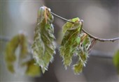 Risk of Frost Damage to Trees Increased Due To Global Warming