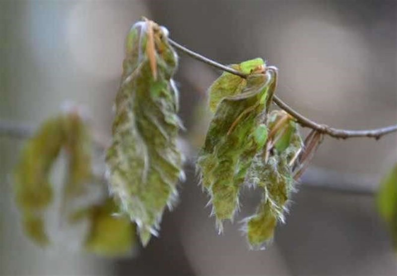 Risk of Frost Damage to Trees Increased Due To Global Warming