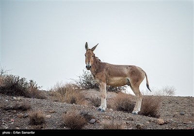 Endangered Persian Onager (Zebra)