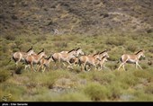 Endangered Persian Onager (Zebra)