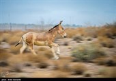 Endangered Persian Onager (Zebra)
