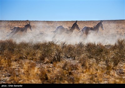 Endangered Persian Onager (Zebra)