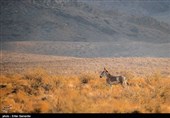 Endangered Persian Onager (Zebra)