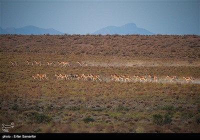 Endangered Persian Onager (Zebra)