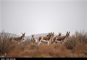 Endangered Persian Onager (Zebra)