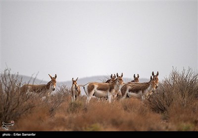 Endangered Persian Onager (Zebra)