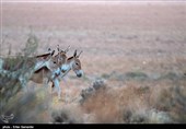 Endangered Persian Onager (Zebra)