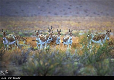 Endangered Persian Onager (Zebra)