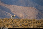 Endangered Persian Onager (Zebra)