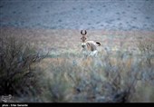 Endangered Persian Onager (Zebra)