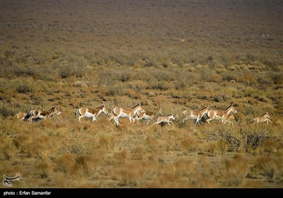 Endangered Persian Onager (Zebra)