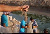 80 درصد میگوی پرورشی استان بوشهر صادر می‌شود