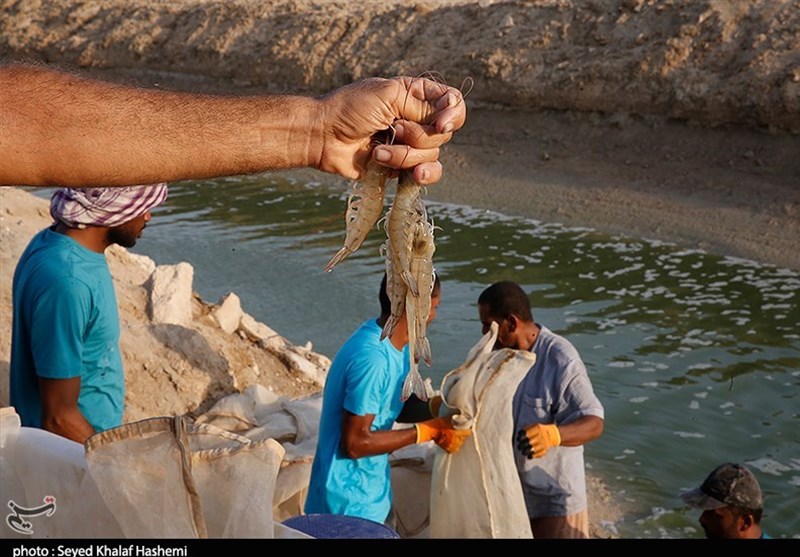 80 درصد میگوی پرورشی استان بوشهر صادر می‌شود