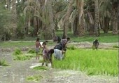 کشت برنج در کرمانشاه ممنوع شد / برخورد قضایی با کشاورزان خاطی